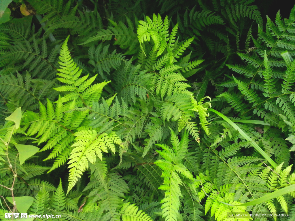 绿色植物图片