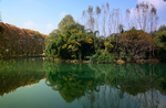 花溪黄金大道