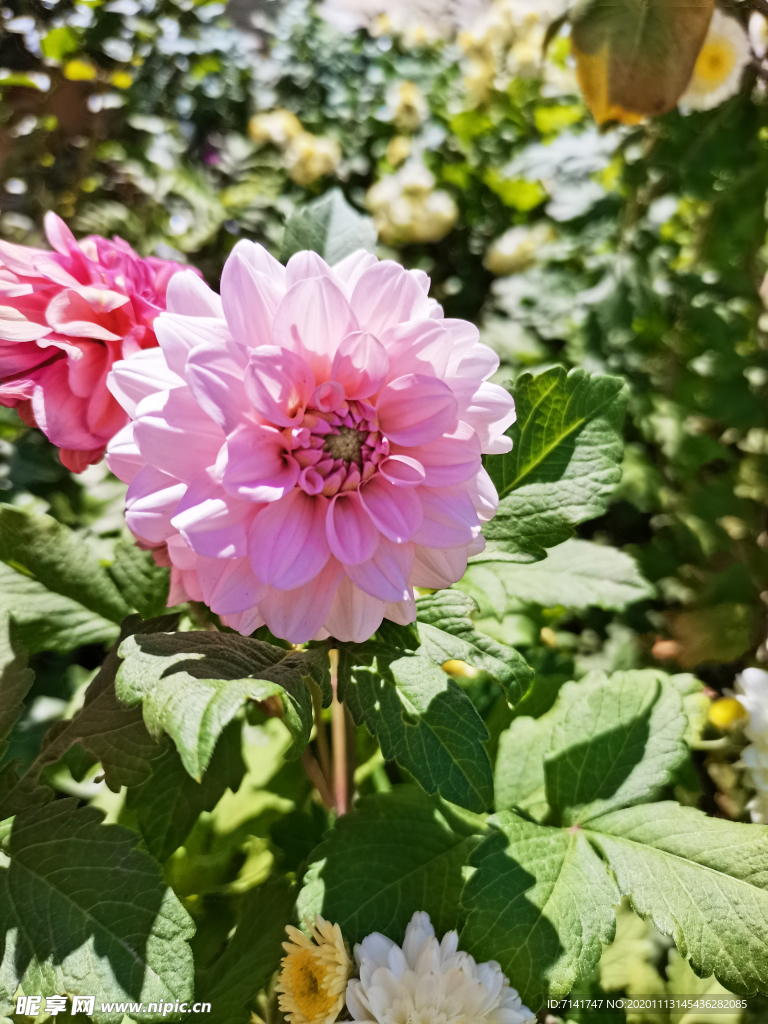 粉红色花