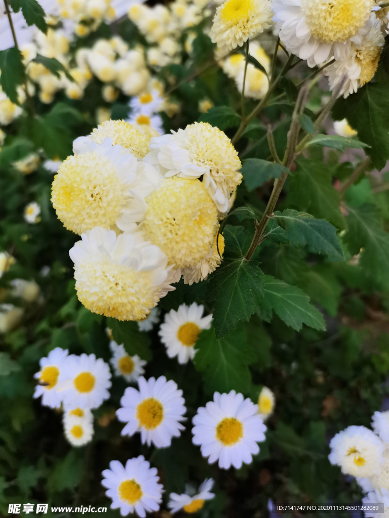 漂亮花 菊花