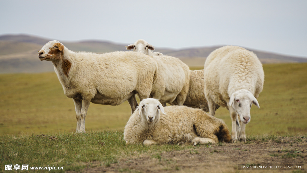 呼伦贝尔草原牧场的畜牧业发达