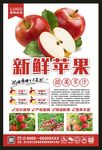 苹果