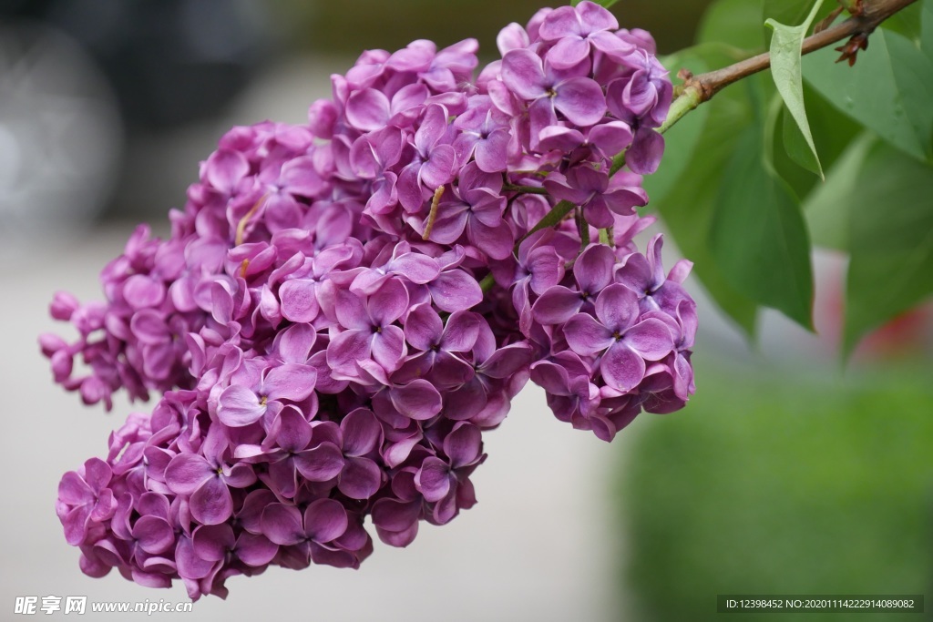 漂亮的紫丁香花