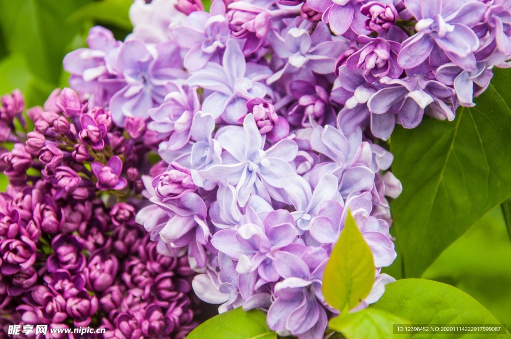 漂亮的紫丁香花