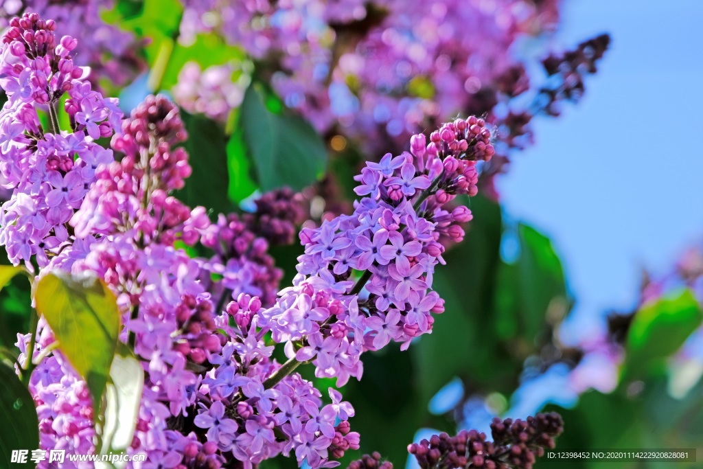 漂亮的紫丁香花