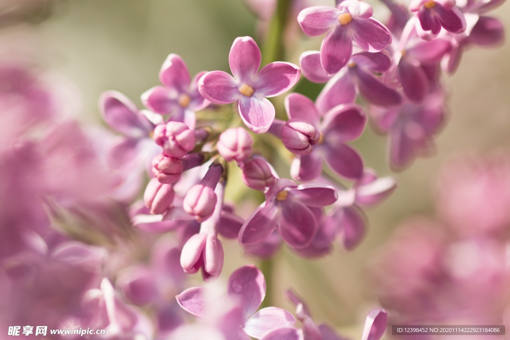 漂亮的紫丁香花