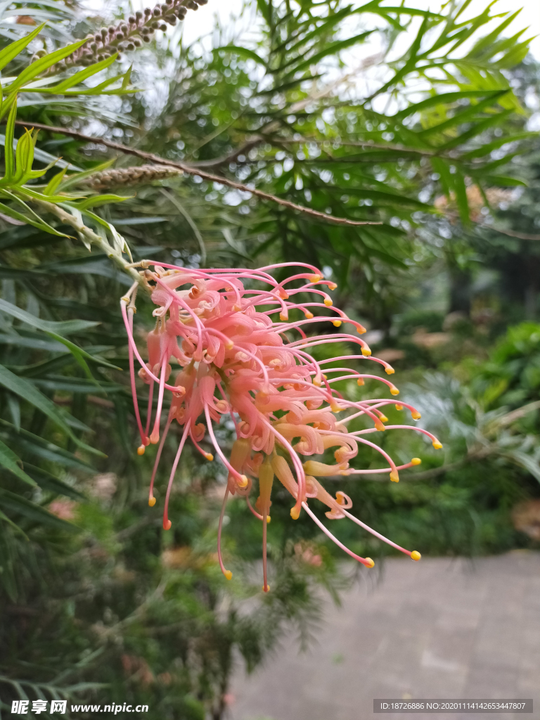 红花银桦