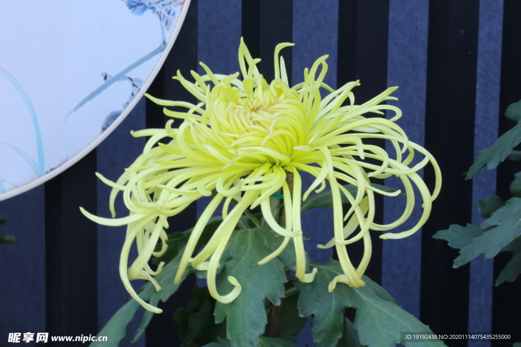 菊花