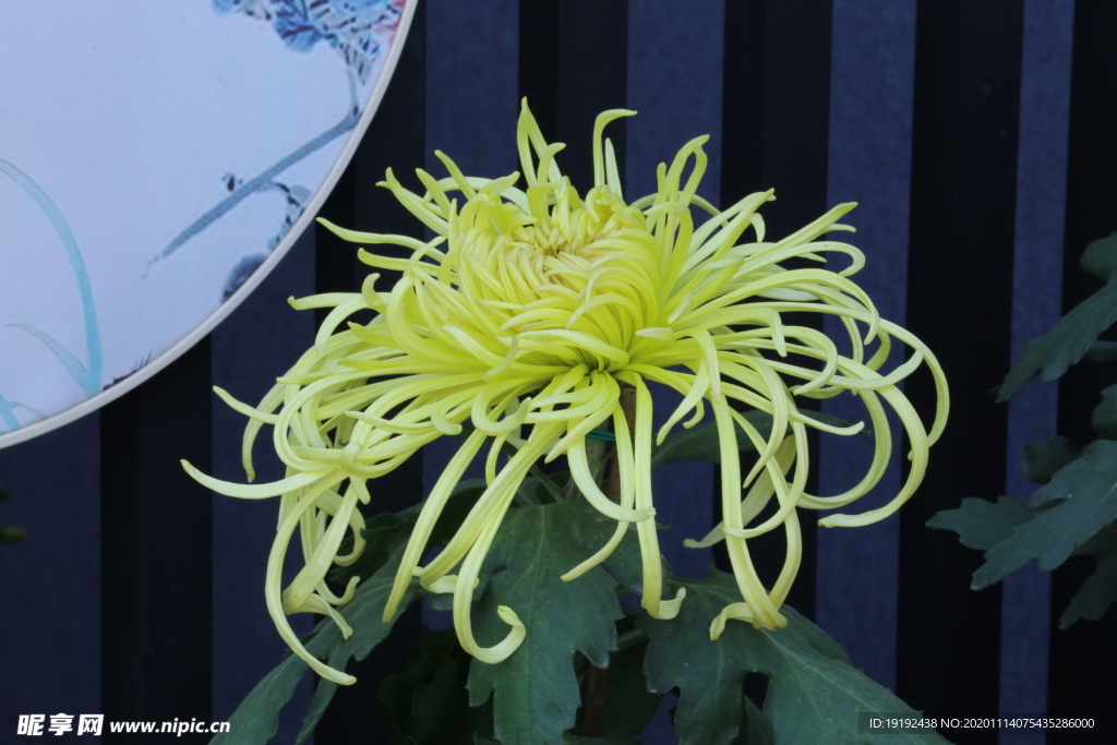 菊花