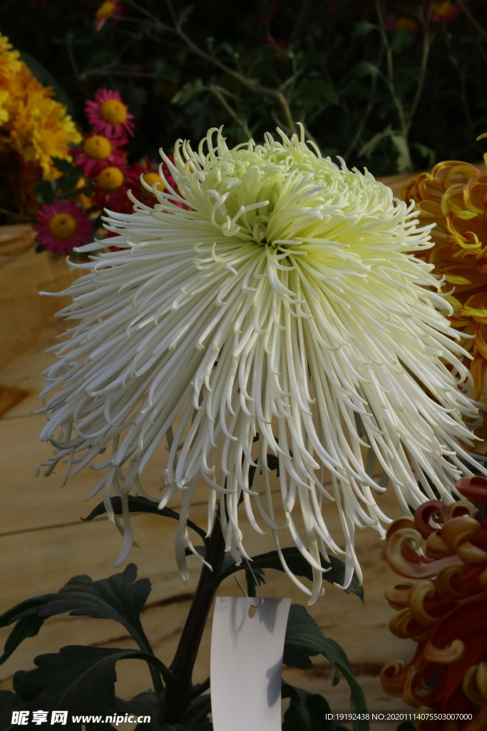 菊花