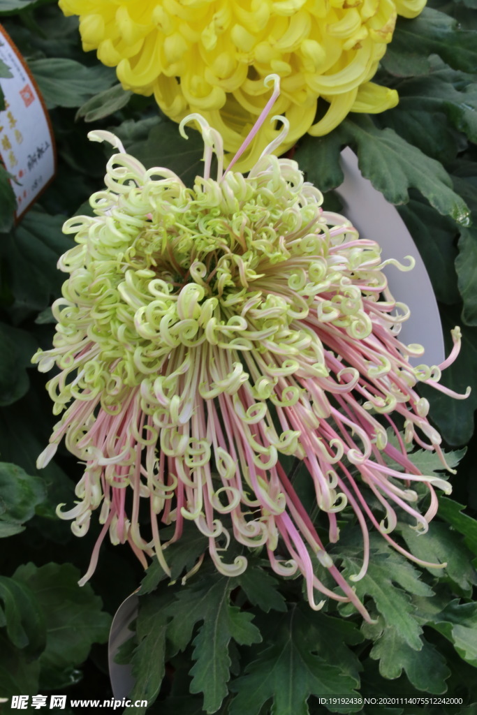 菊花