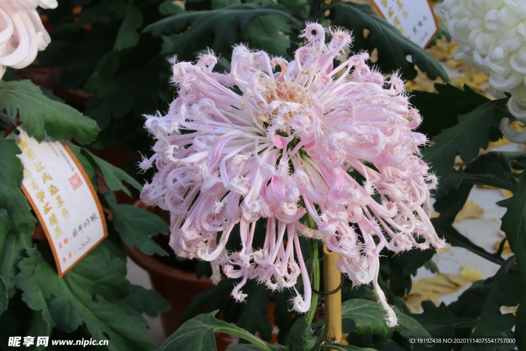 菊花
