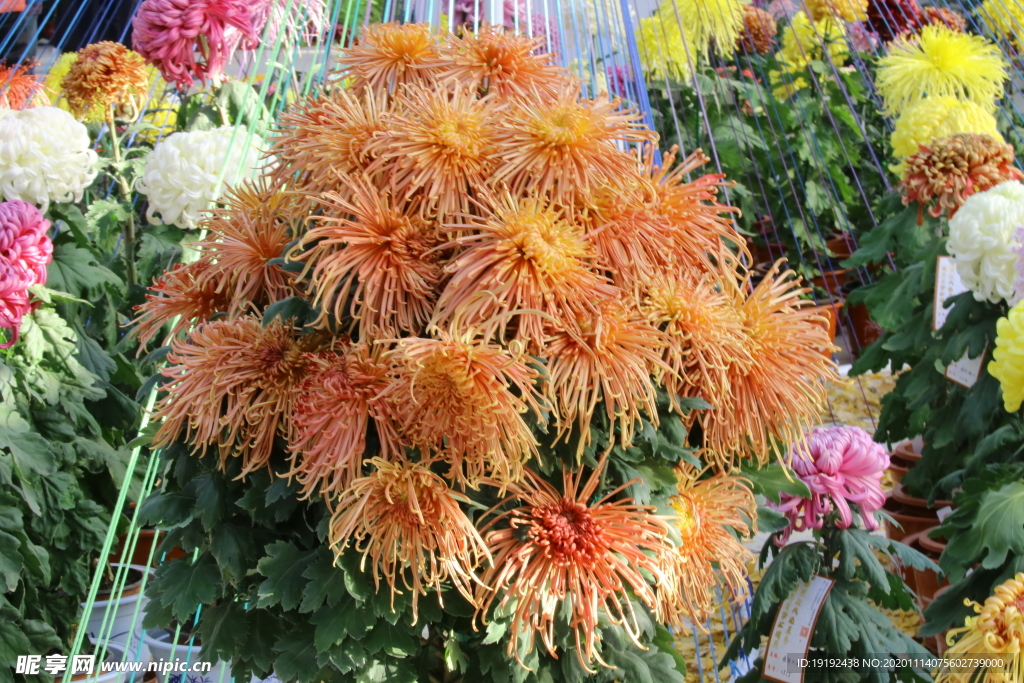 菊花
