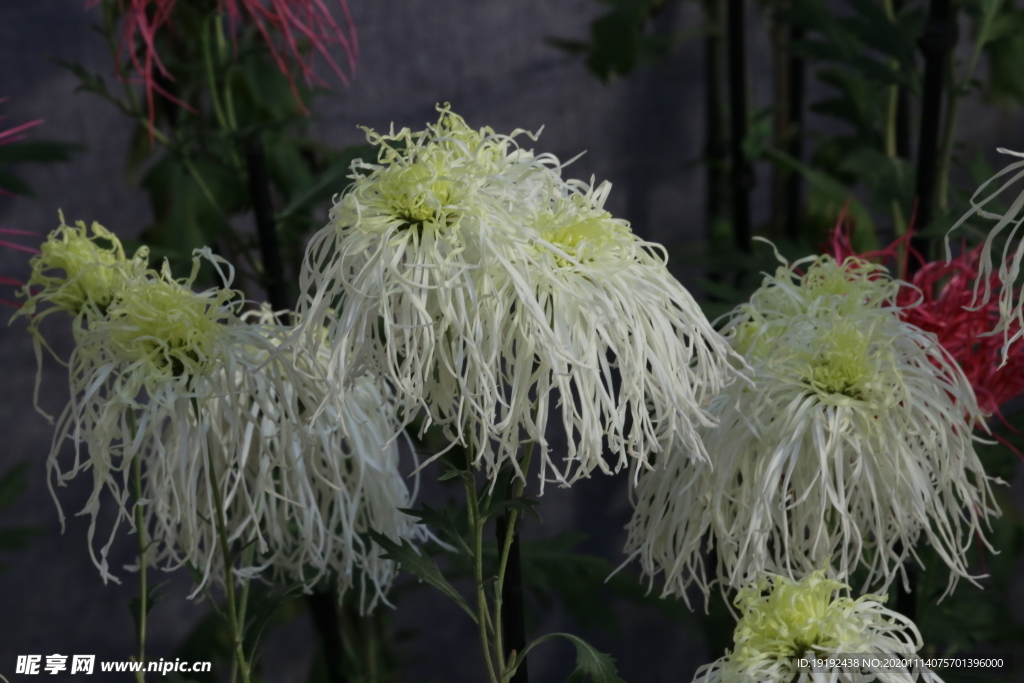 菊花