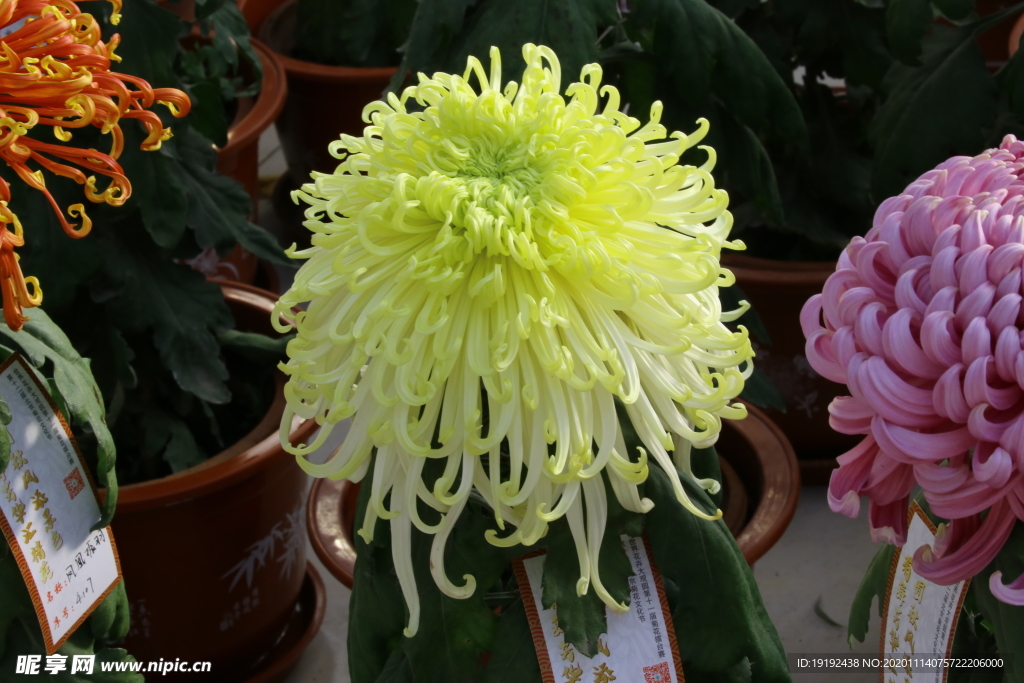 菊花