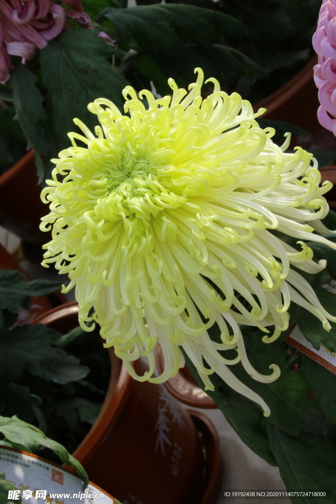菊花