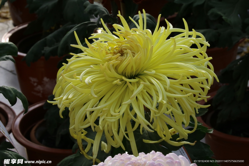 菊花