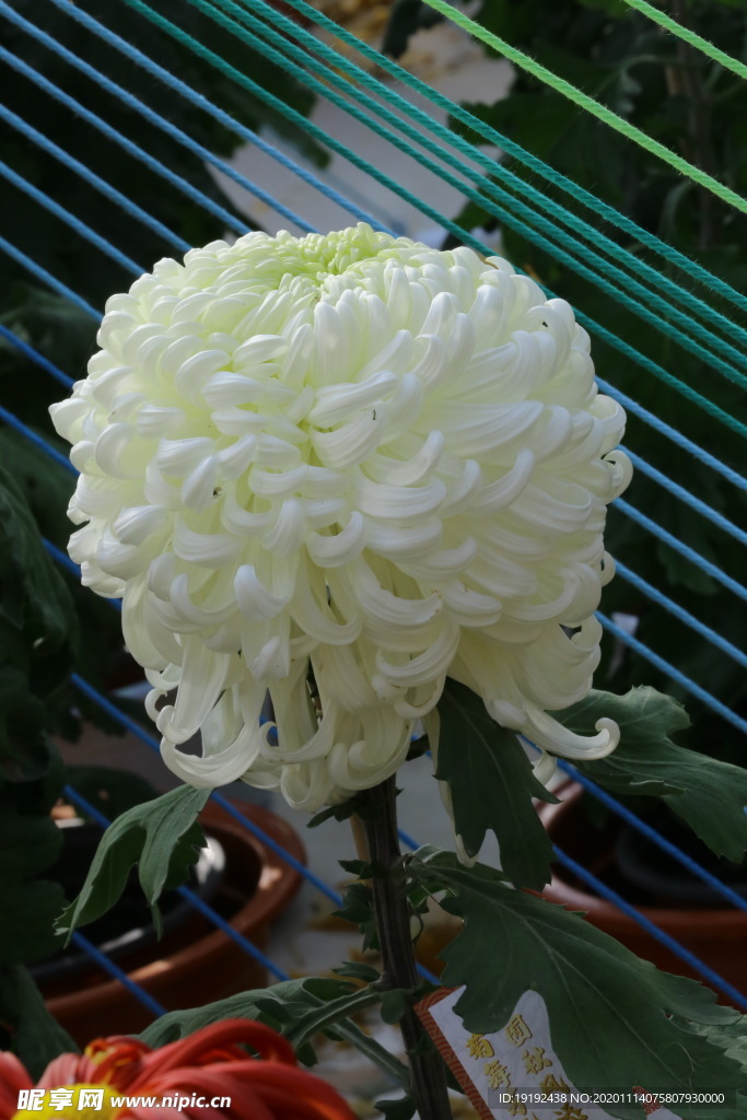 菊花