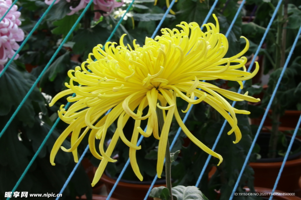 菊花