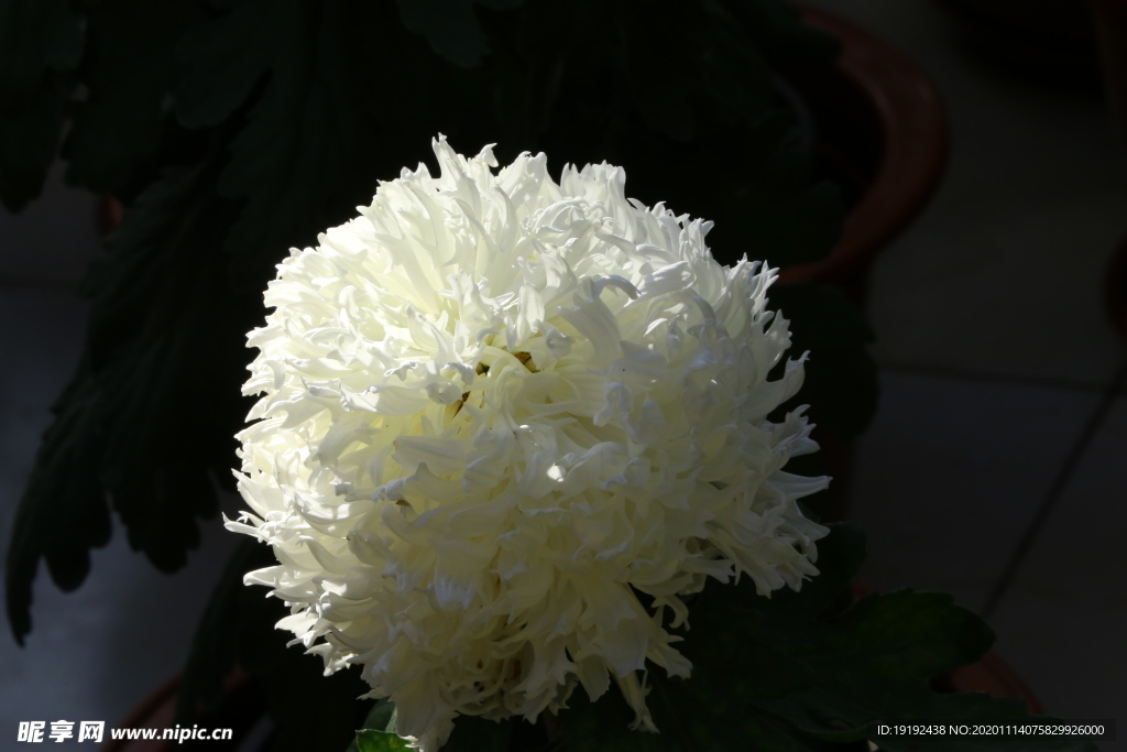 菊花