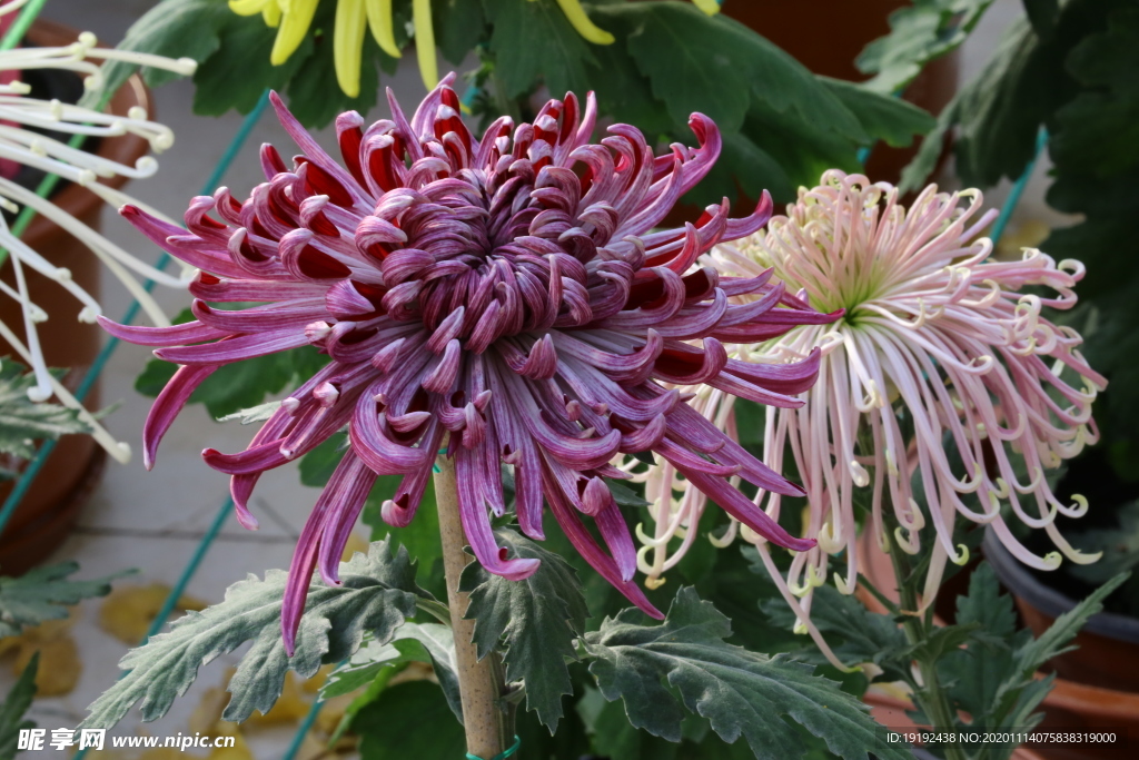 菊花