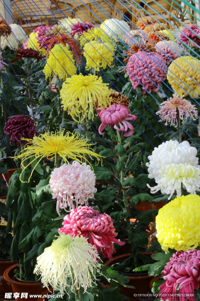 菊花