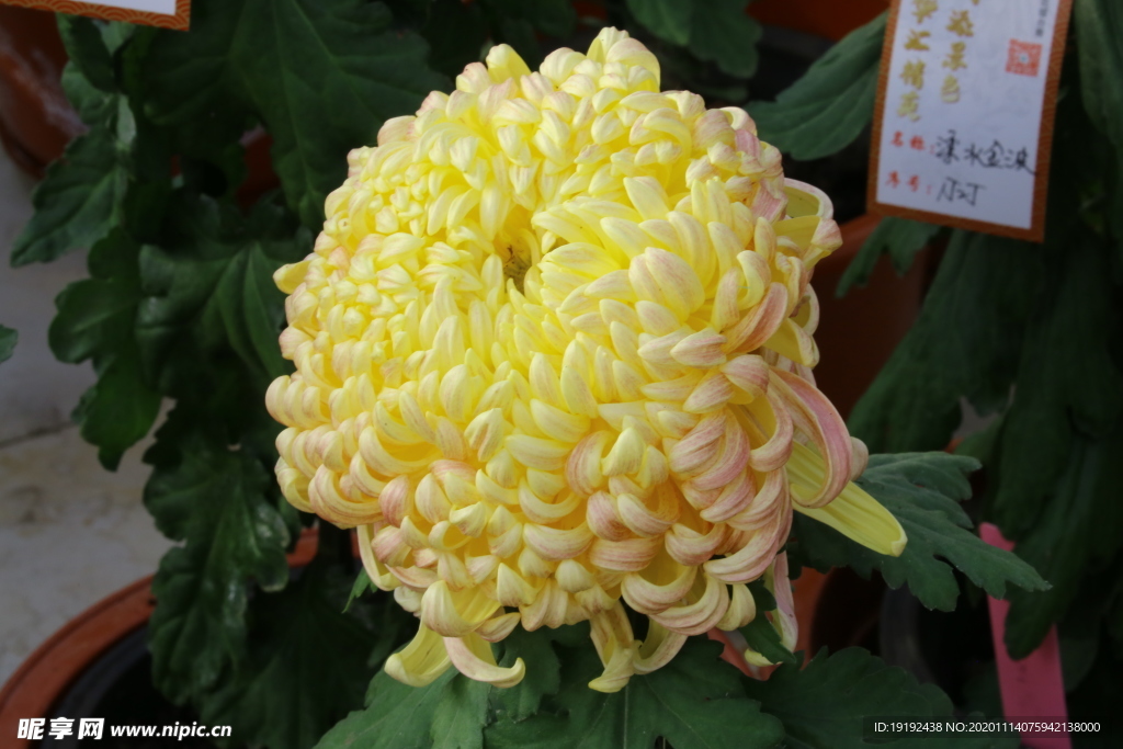 菊花