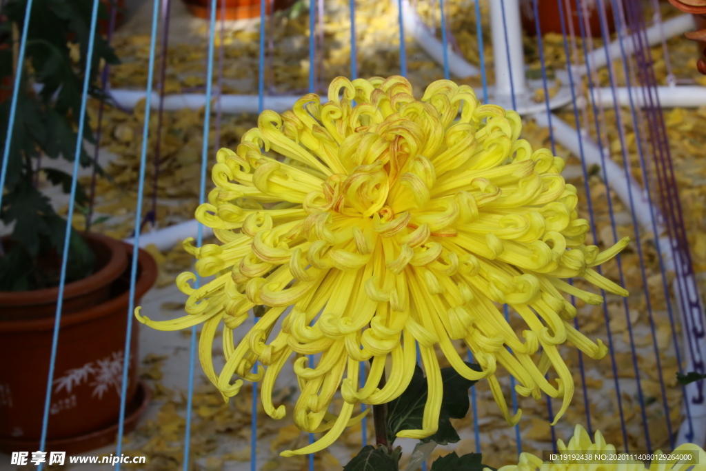 菊花