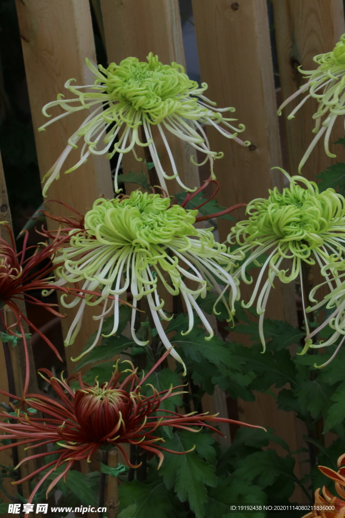 菊花