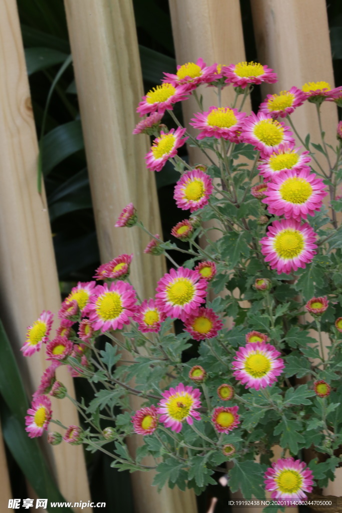 菊花