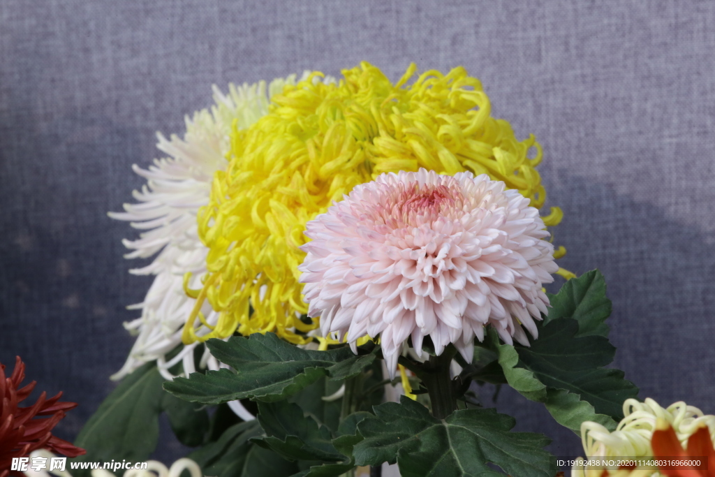 菊花