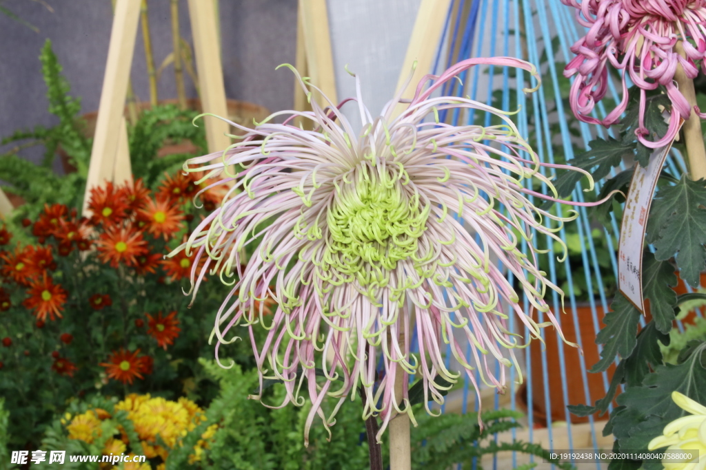 菊花