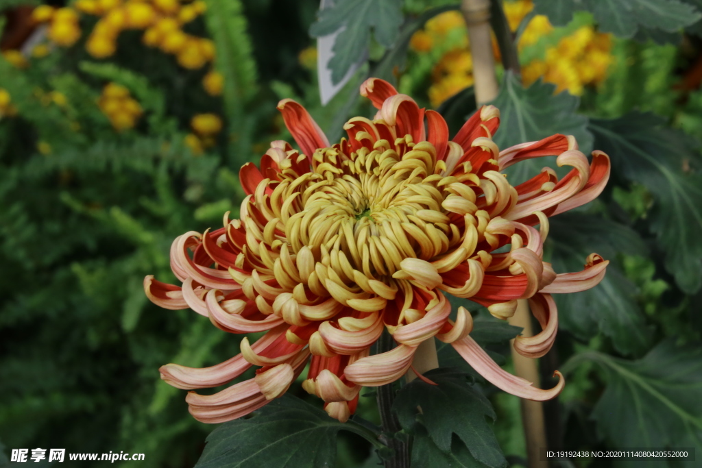 菊花