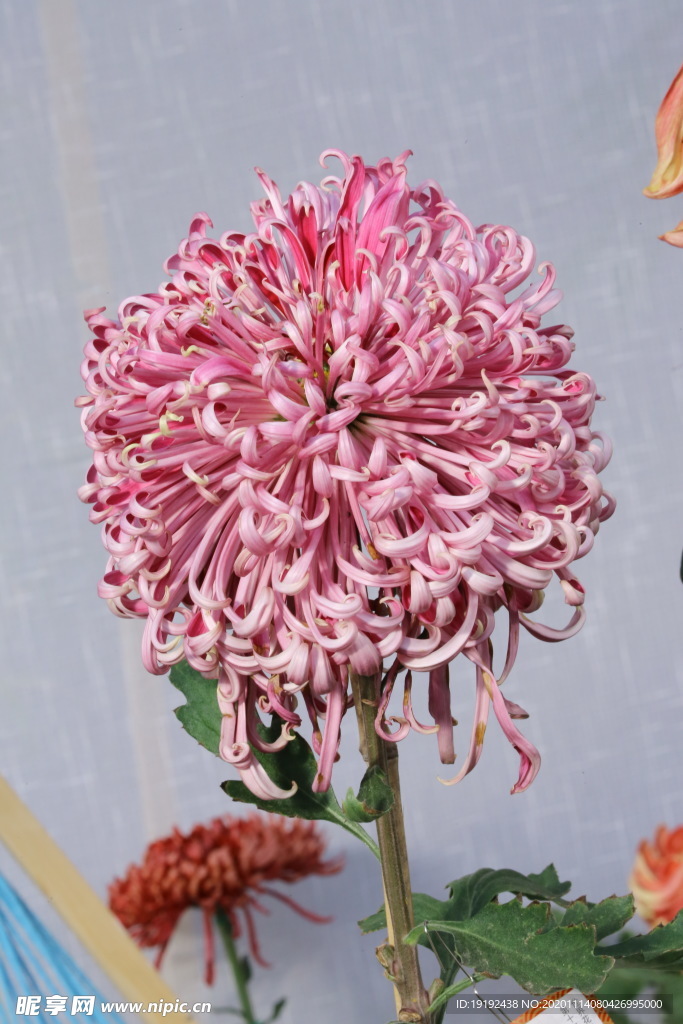 菊花
