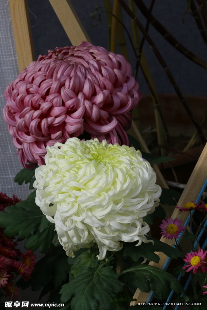 菊花