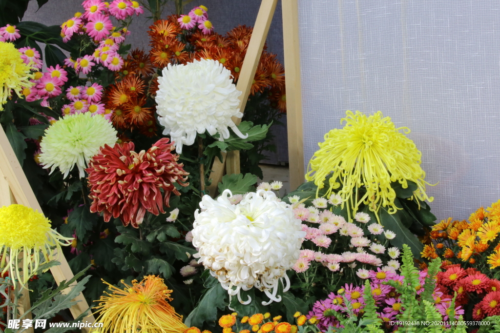菊花