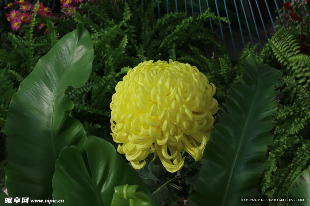 菊花