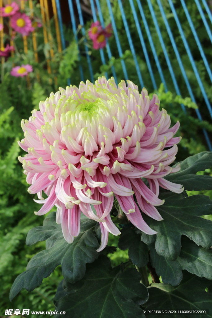 菊花