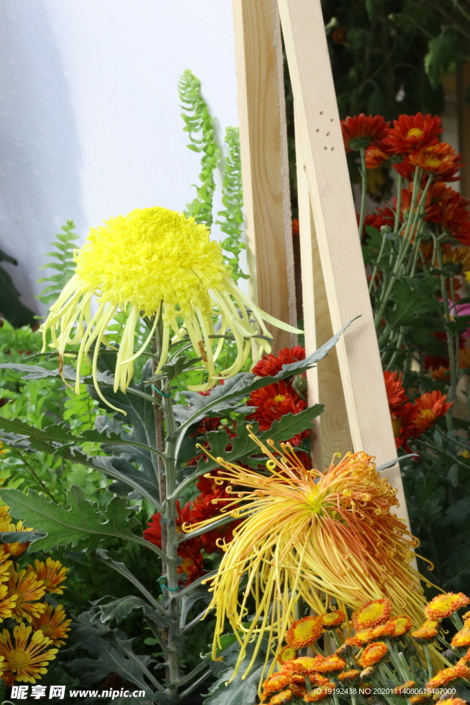 菊花