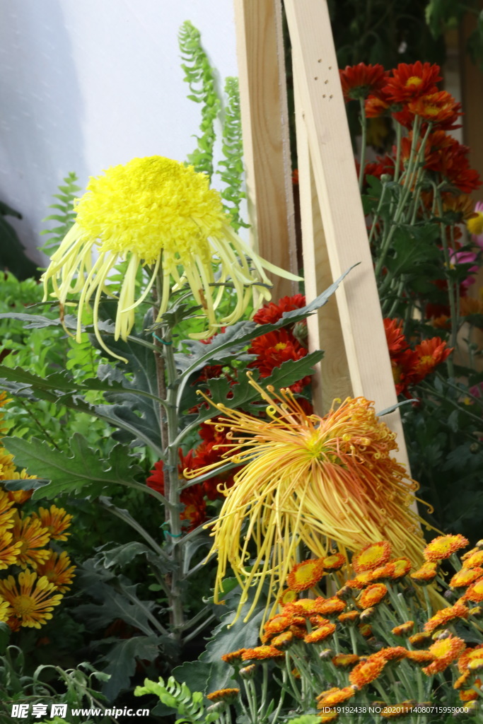 菊花
