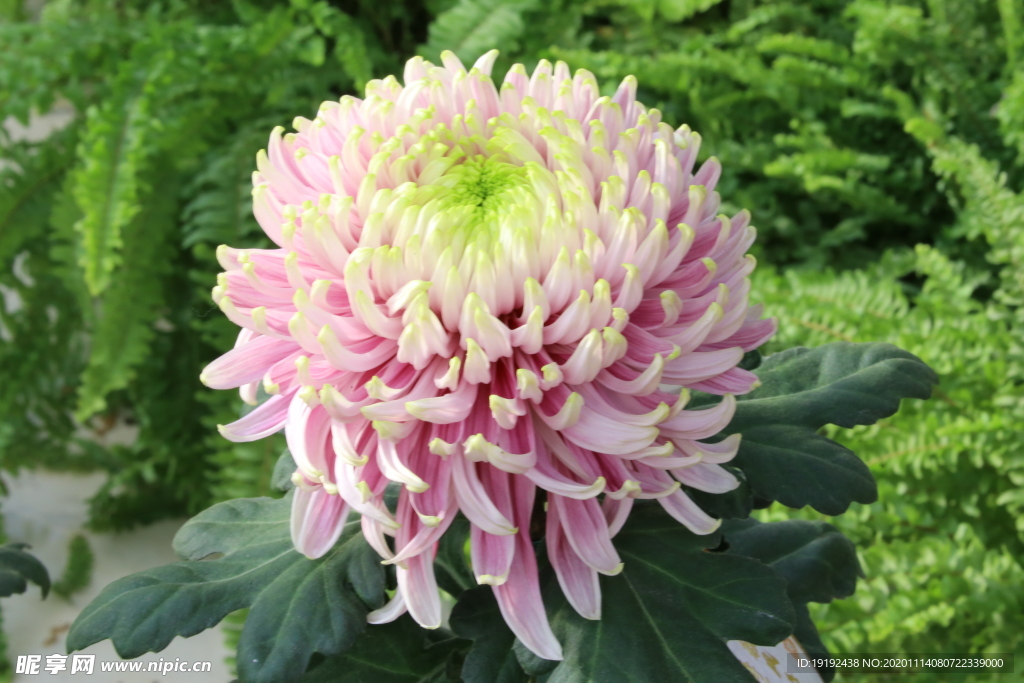 菊花