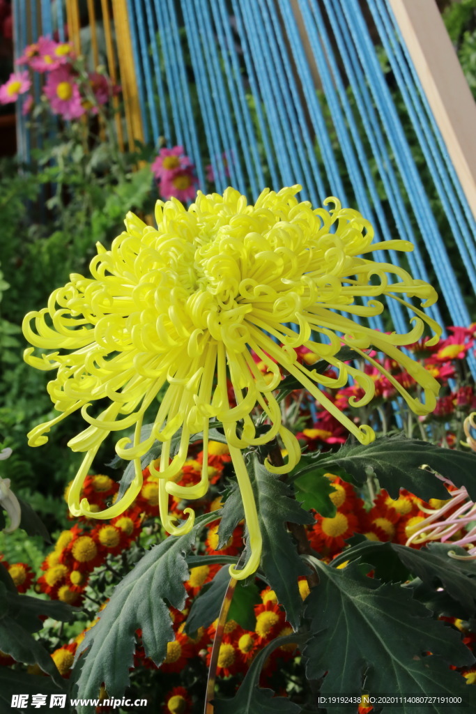 菊花