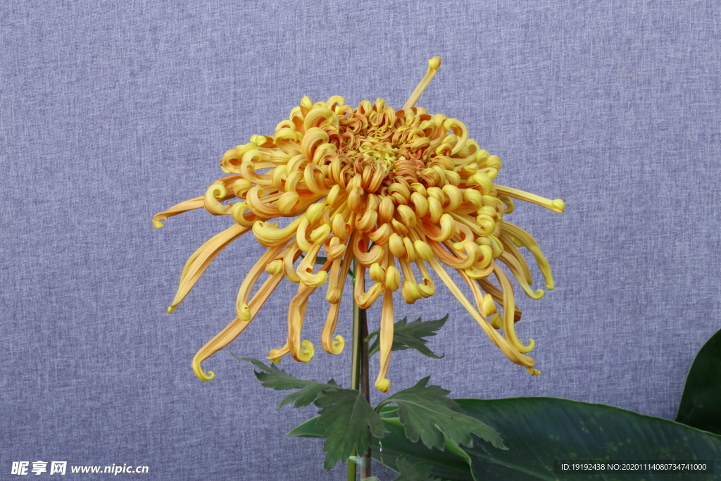 菊花