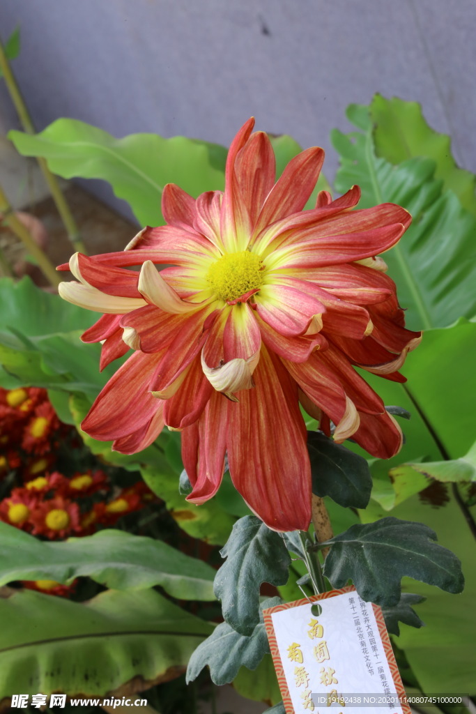 菊花