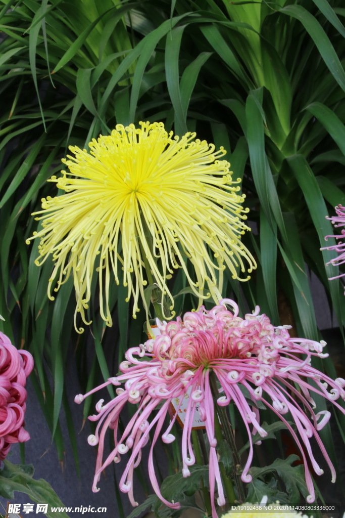 菊花