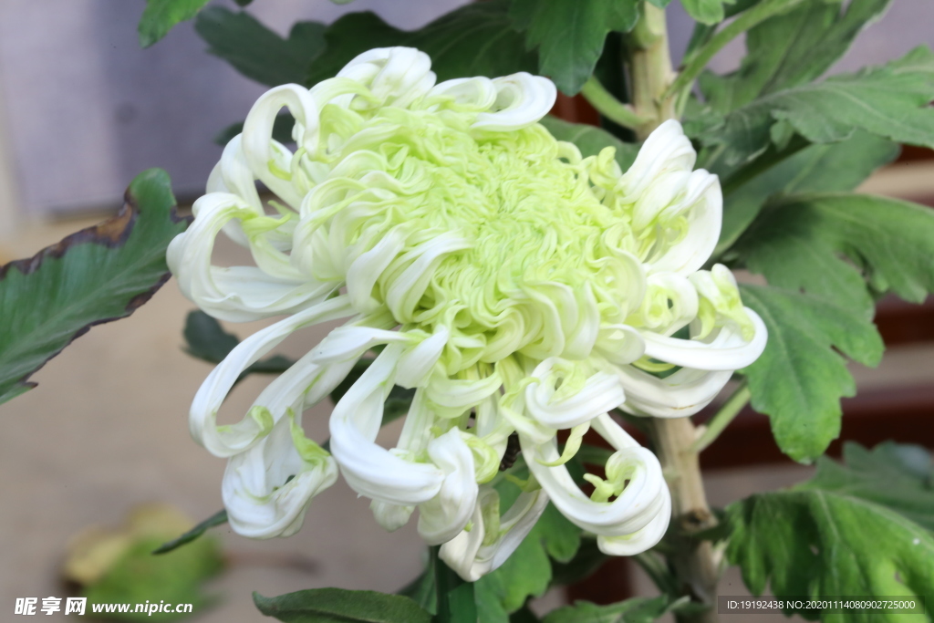 菊花