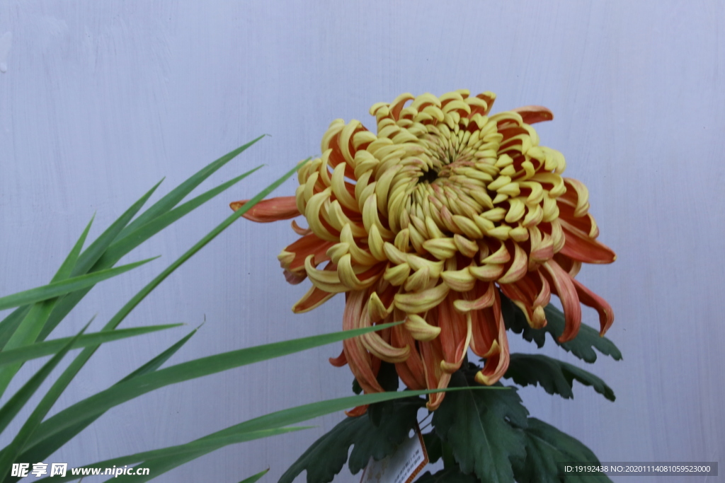 菊花