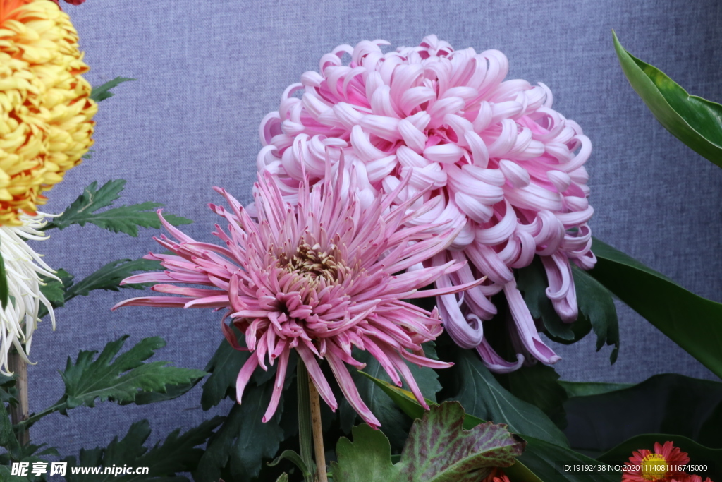 菊花