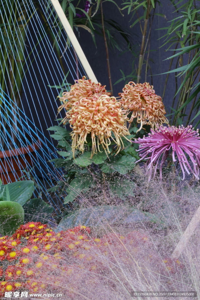 菊花