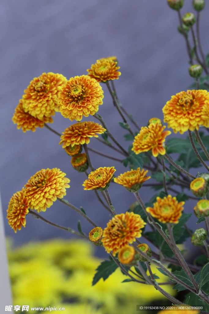 菊花